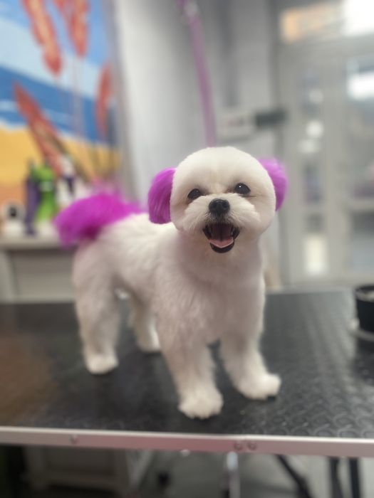 Стрижка собак и котов.Грумер.Груминг, тримминг Буча, Ирпень