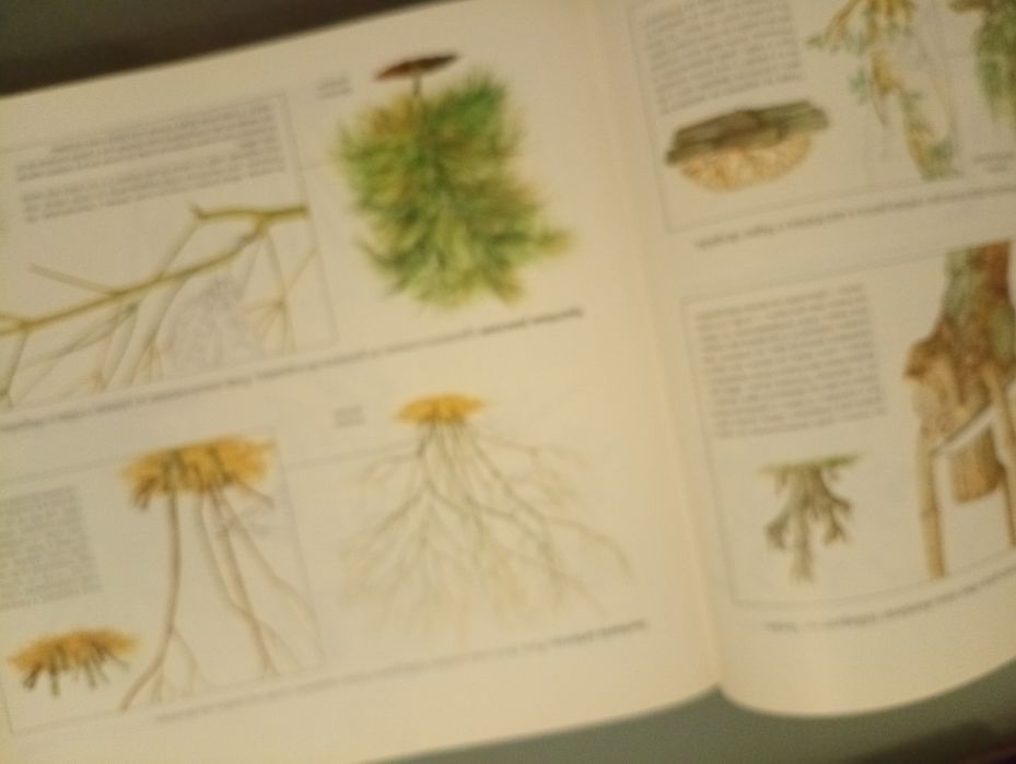 O Livro do Jardim	- Selecções do Reader's Digest	1ª edição 1996	Livro  antigo mas em excelente estado