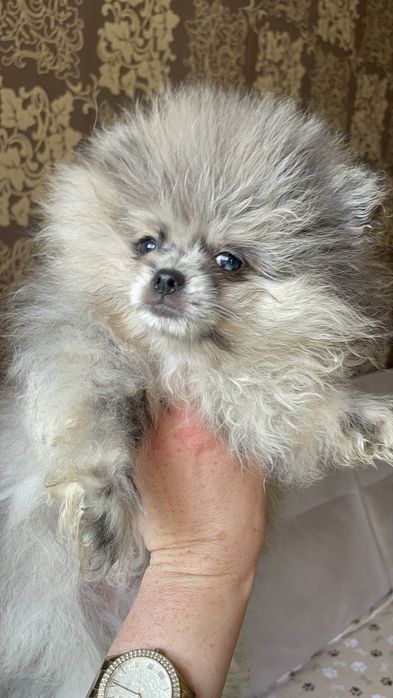 Цуценята померанського шпица