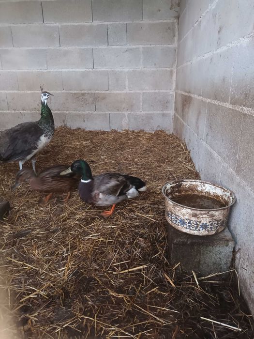 Patos  mansos casal