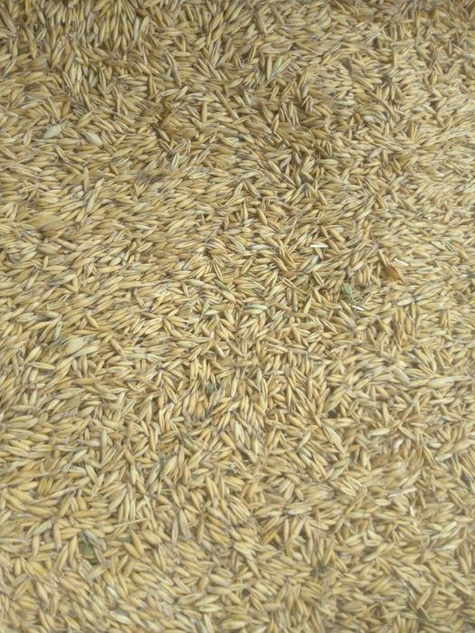 Продам овес урожаю 2025