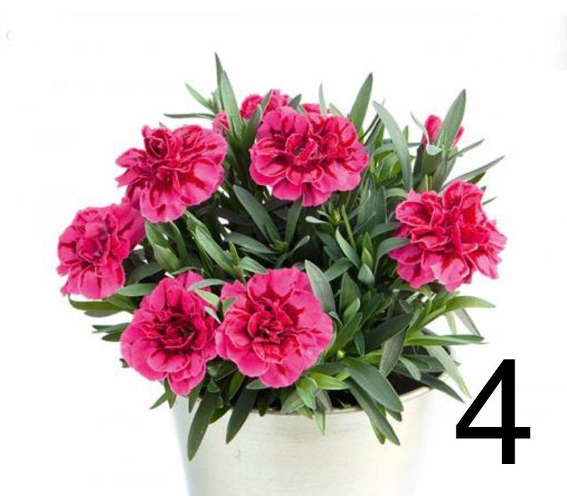 Гвоздика Оскар черенок саджанці