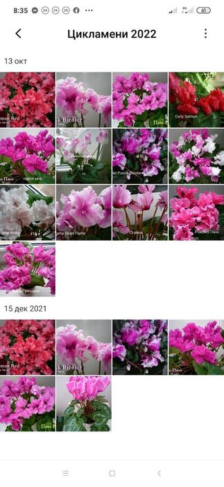 Цикламен багато сортів. Ціна за 5 кущиків