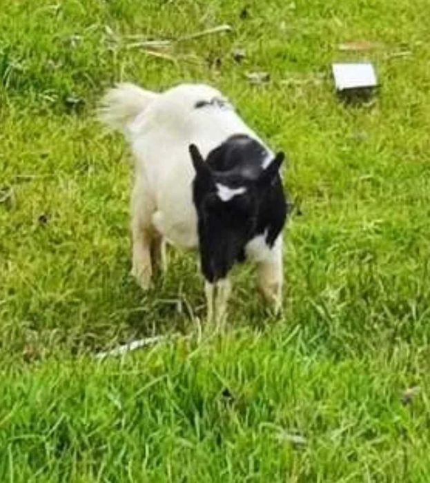 Cabrito anão 1 ano