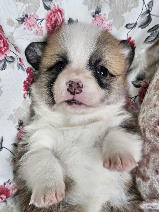 Welsh Corgi Pembroke FCI