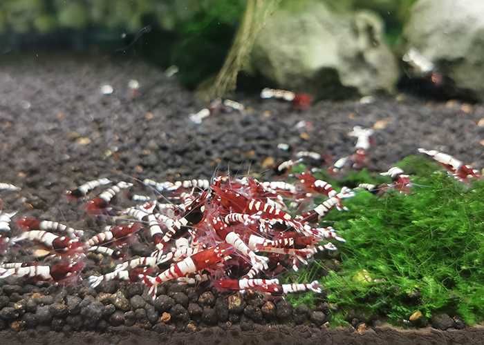 Krewetki Red Pinto