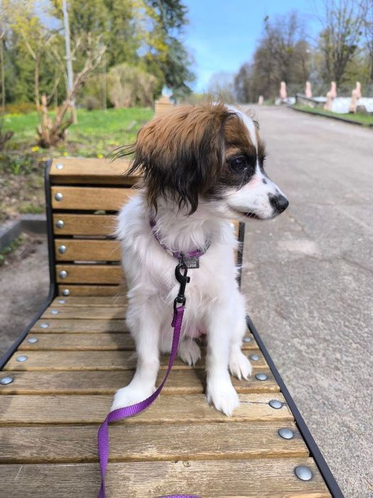 Спаніель  той іграшкова дівчинка