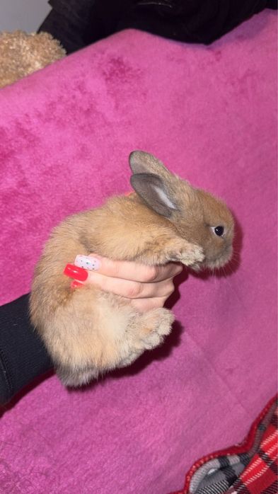 Krolik miniaturka samiczka
