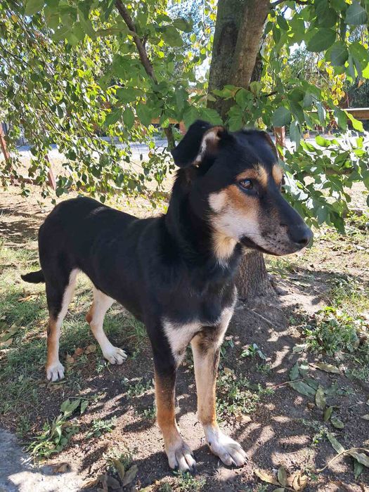 Пропала собака  Днепр.