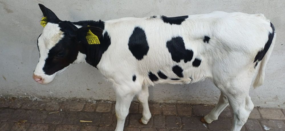 Sprzedam 2 jałoweczki na mleko