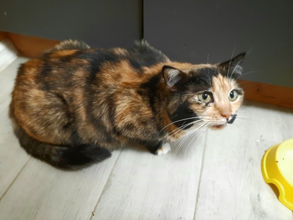 Кошечка шукає дім!