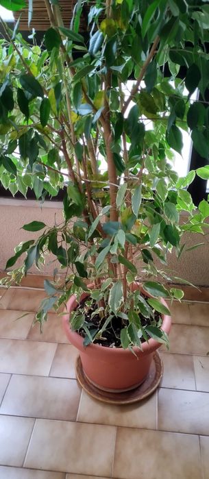 Planta Natural Ficus Benjamina ou Figueira- chorona com Vaso procura jardim
