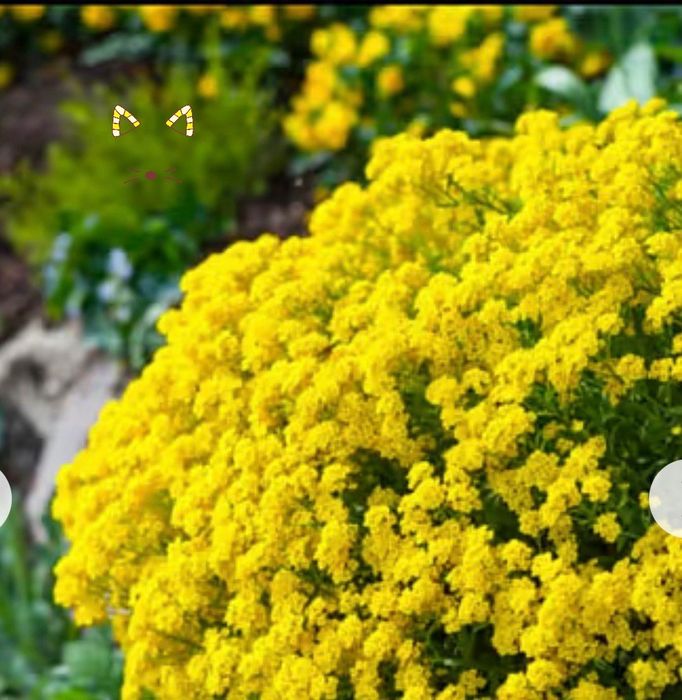 Аліссум скельний