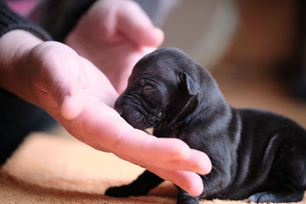 Щенки левретки,черного окраса,девочки.