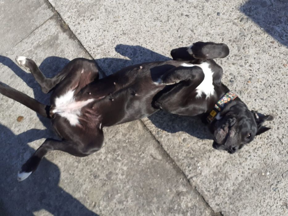 Jenny suka o wielkim sercu