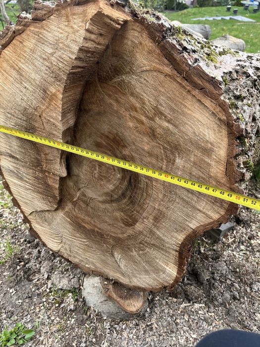 Drzewo orzecha wloskiego ścięte