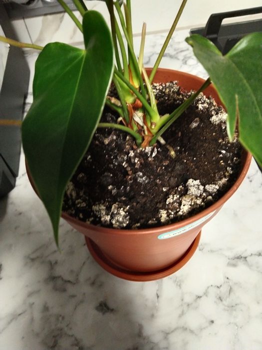 Антуріум кімнатні рослини