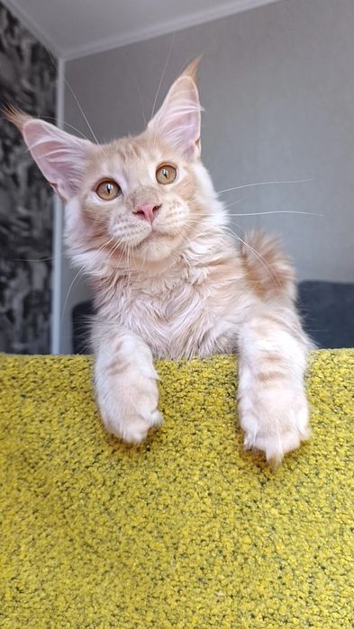 Котик породы Мейн Кун