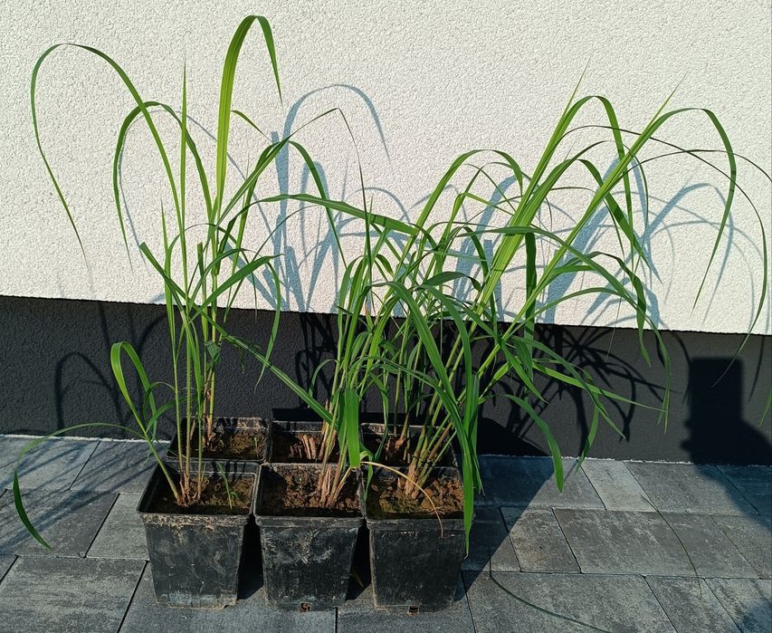 Miskant chiński Memory trawa na żywopłot P11