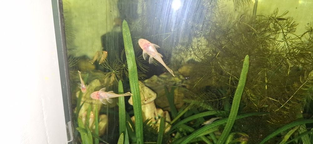 Анциструс гуппі та креветка