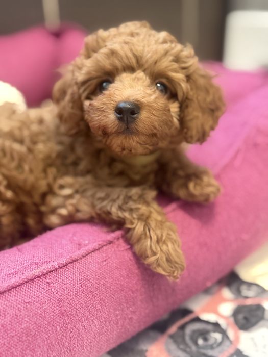 Малючок  той пудель