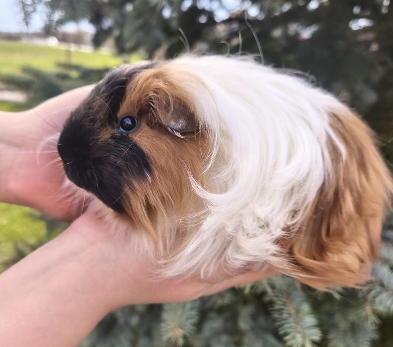 Świnka morska samiec długowłosy z rodowodem, rasowa z domowej hodowli