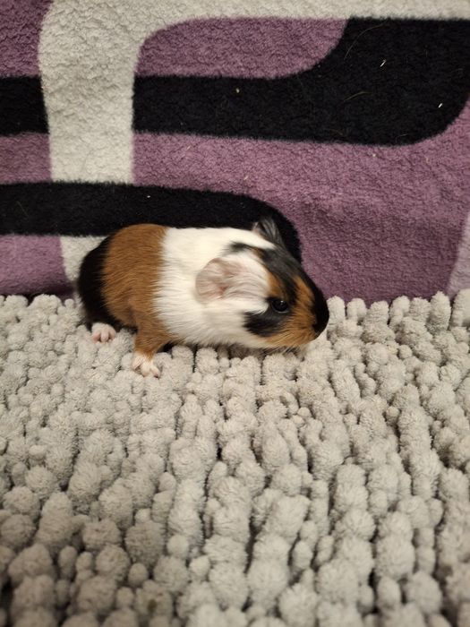 Rezerwacja Świnki morskie samiczki