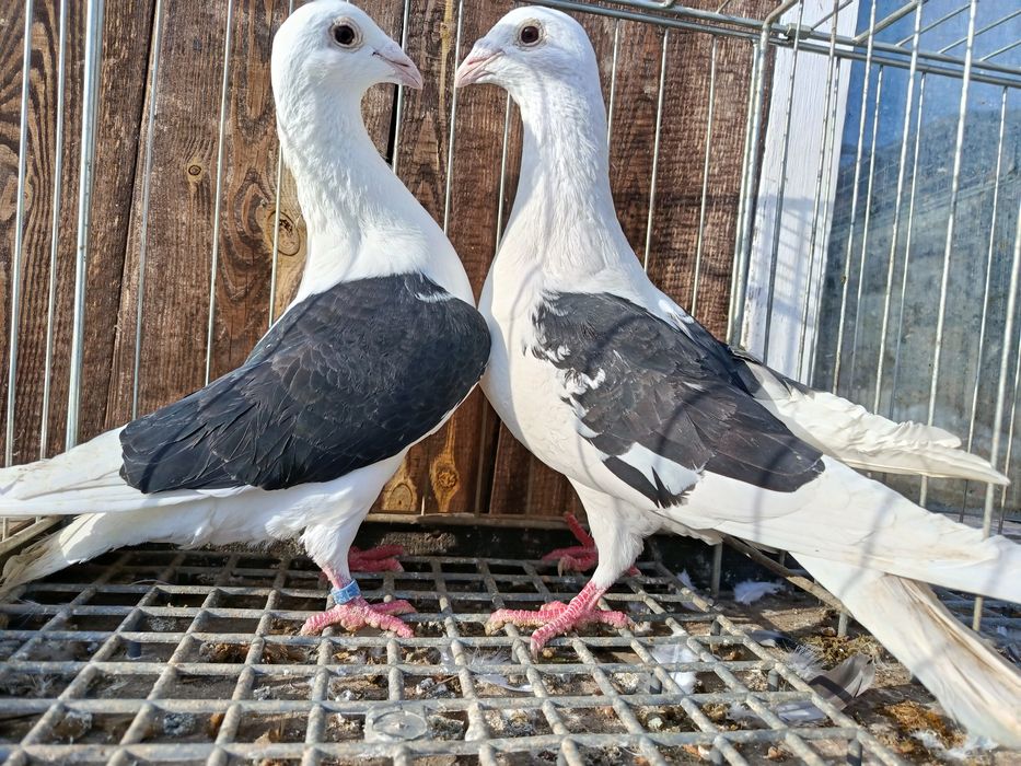 Śląskie tarczowe Śląski tarczowy