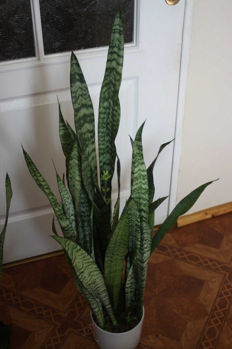 Sanseviera, wężownicą, "Język teściowej" 115 cm