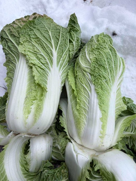 Пекінську капусту потребую на постійній основі
