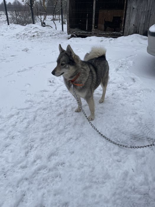 Продам лайку ЗСЛ