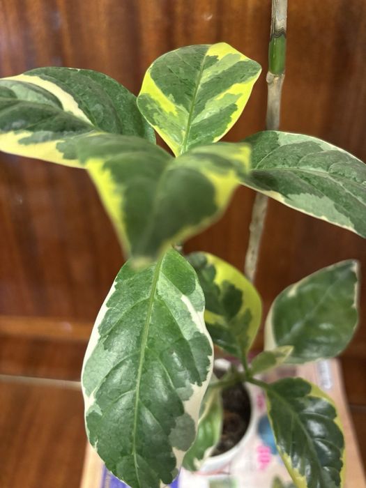 Продам псевдоэрантемумы