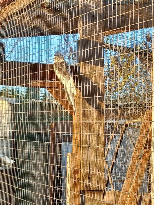 Periquito e caturras