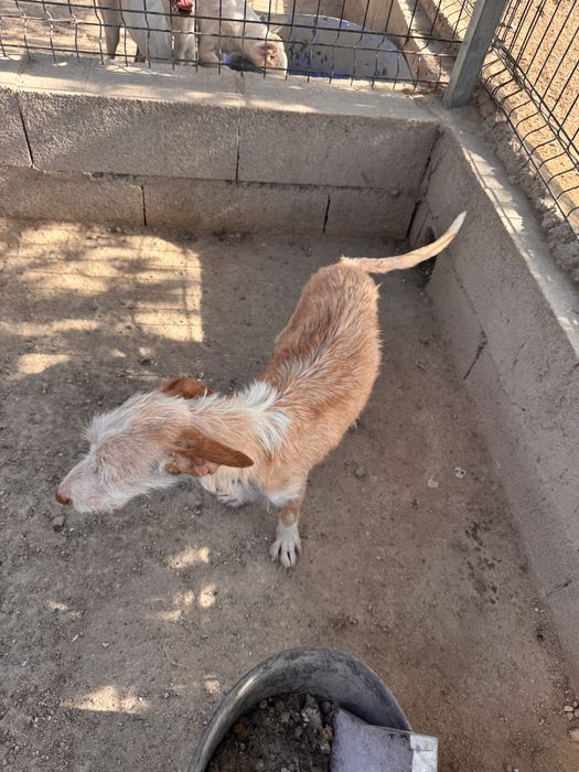 Cães  para dispensar