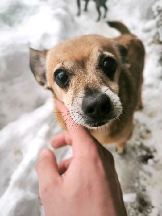 Mały piesek prosi o dom