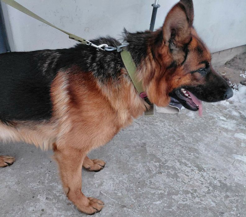 Німецька вівчарка для в'язки, КСУ