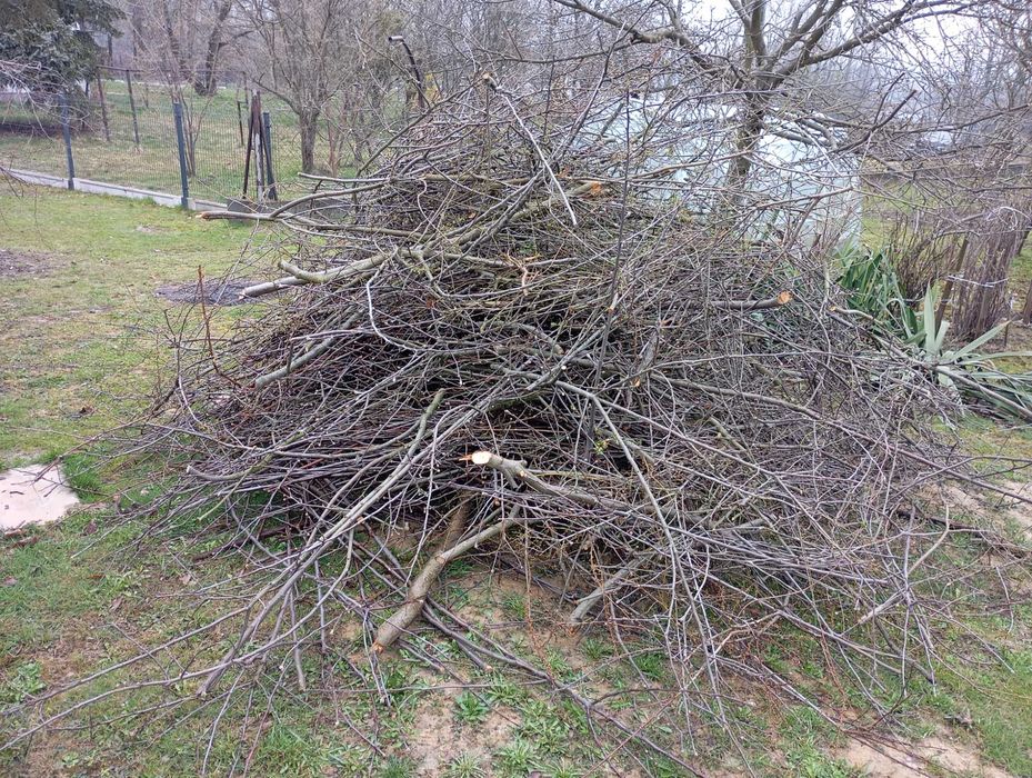 Oddam drzewo gałęzie patyki drzewka owocowe