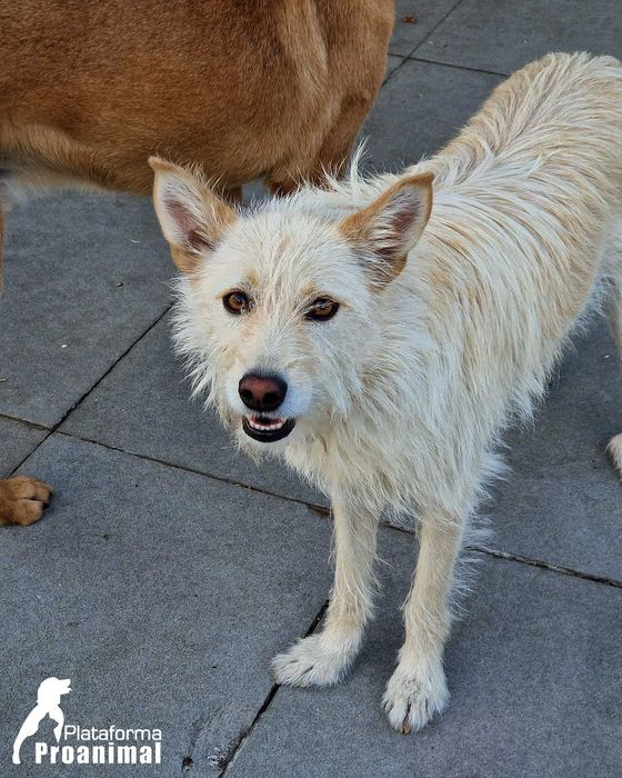 BARONESA - Cadelinha para Adoção