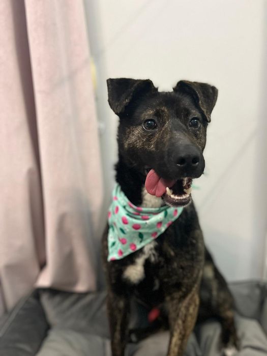 Platini fajny pies  do adopcji