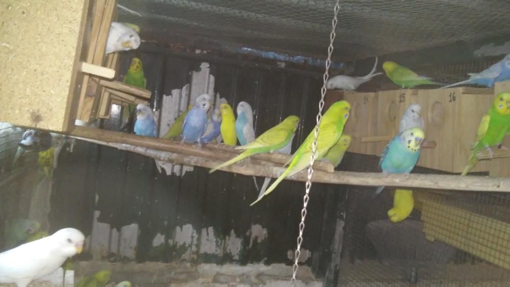 Periquitos Australianos