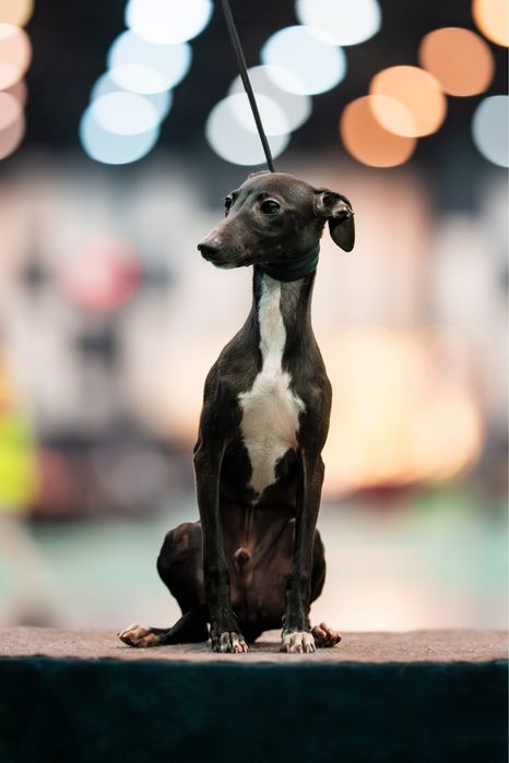 Charcik włoski, piesek, rodowód FCI, warunek hodowlany