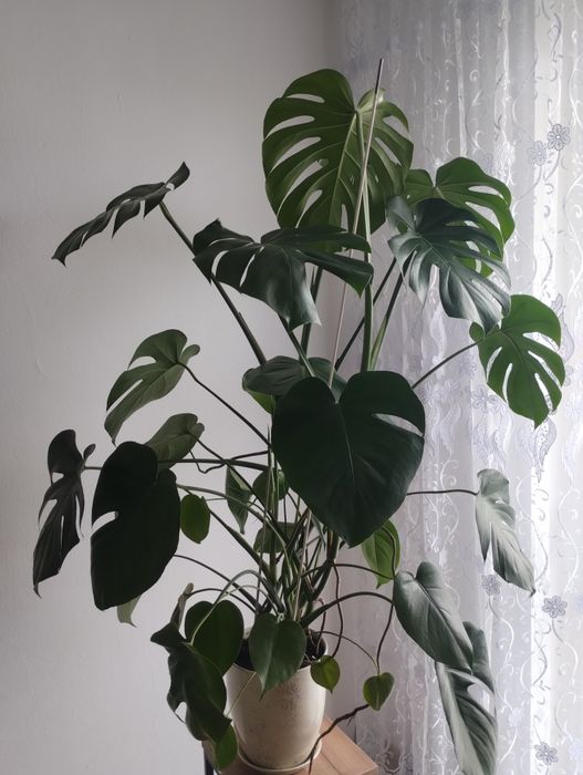 Piękna duża monstera.