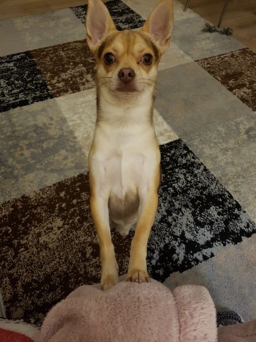 Той-тер'єр шукає наречену