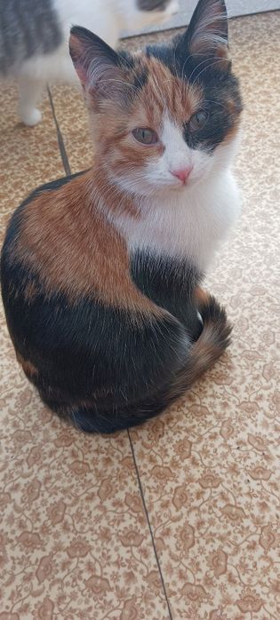 Кошенята в добрі руки