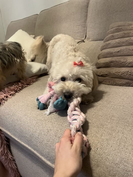 Pet Sitter e Dog Walker/Estadias para cães [Lisboa]