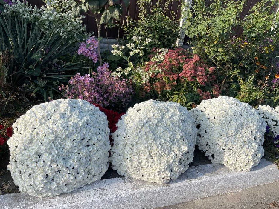 Хризантеми мультифлора