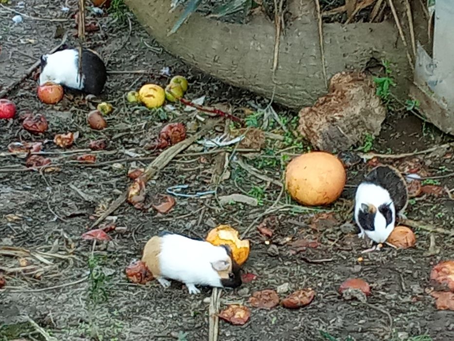 Animais para adocao
