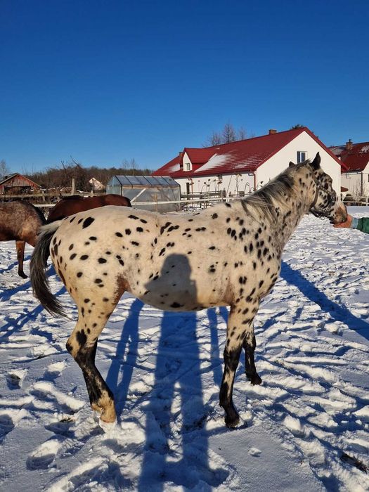 Ogier tarant 2 lata typ szlachetny