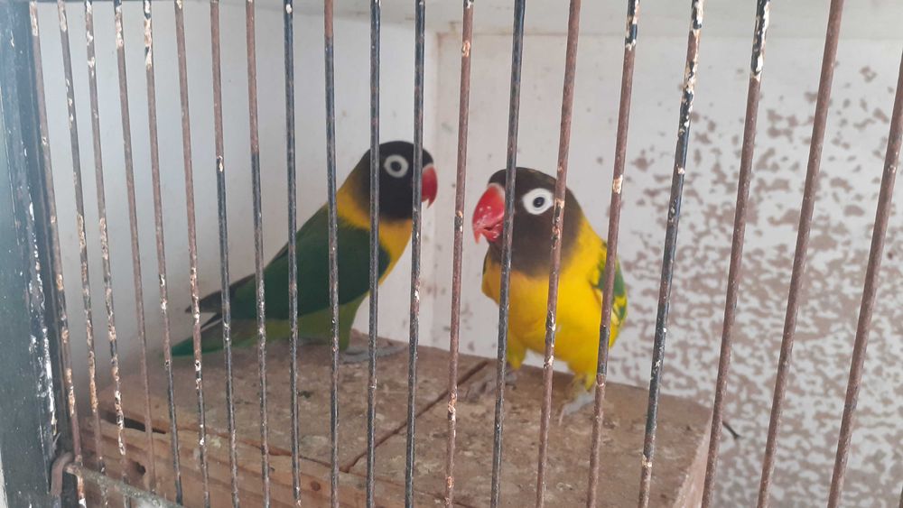 Agapornis personata  casal