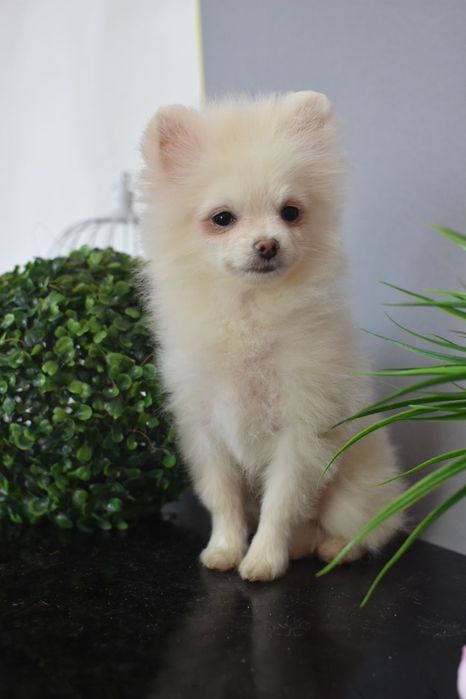 Міні хлопчик померанчик